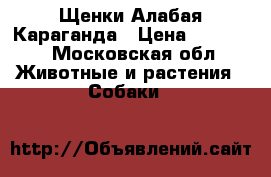 Щенки Алабая Караганда › Цена ­ 20 000 - Московская обл. Животные и растения » Собаки   